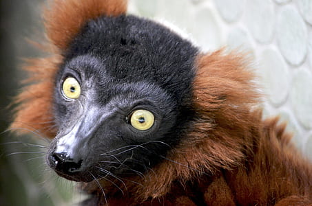black and brown lemur close-up photography thumbnail