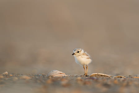 white and gray bird standing on gray soil thumbnail
