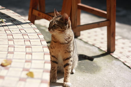 Brown Black Cat Near Gray Concrete Pavement thumbnail