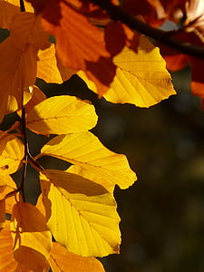 brown leaves thumbnail