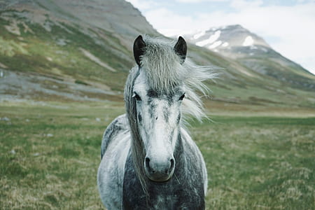 white and black horse on field with with mountain in background thumbnail