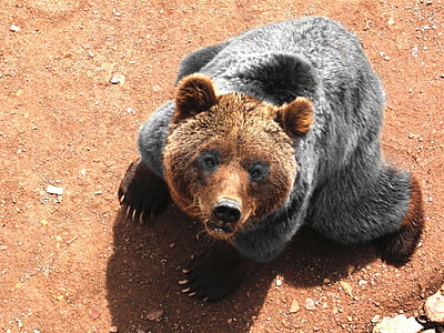 brown and black bear sitting on ground while looking up thumbnail