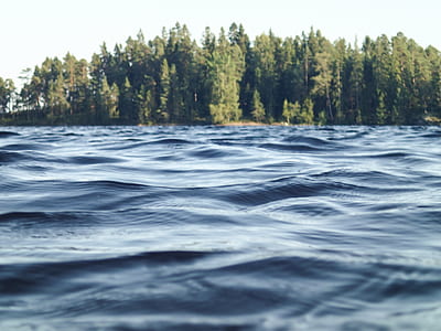 body of water surrounded by green leaf trees thumbnail