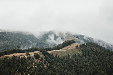 aerial photography of forest with fogs thumbnail