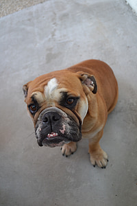 short-coated tan dog thumbnail