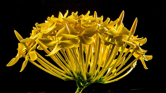 yellow Ixora flower thumbnail
