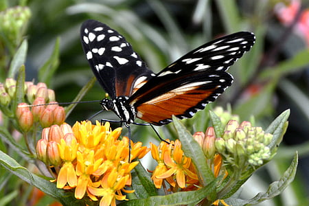 selective focus photo of a black and orange butterfly perched on yellow petaled flower thumbnail