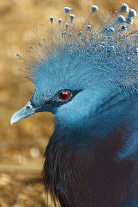 close up photography of blue bidrd thumbnail