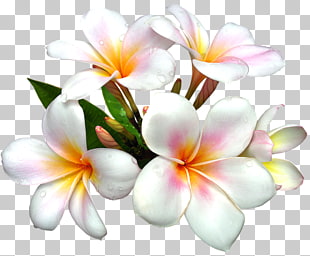 Flower White , White Large Flower , white-and-orange Plumeria frangipani flowers PNG clipart