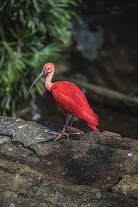 red belly long beaked bird on rock thumbnail