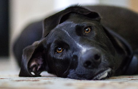 black dog leaning on brown surface thumbnail
