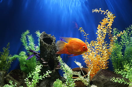 orange fish swimming inside fish tank thumbnail