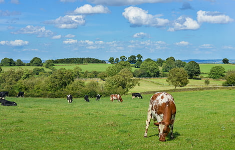 brown and white cow on green grass field thumbnail
