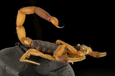 brown and black scorpion thumbnail
