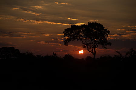 silhouette of tree thumbnail