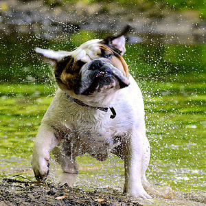 adult white and tan English bulldog playing on rain during daytime thumbnail