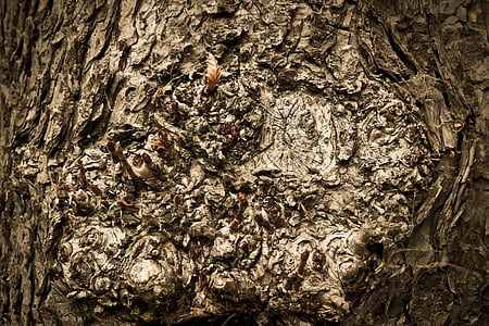 brown tree trunk thumbnail
