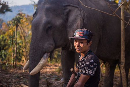 closeup photo of man beside elephant thumbnail