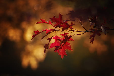 close up photo of red leafed thumbnail