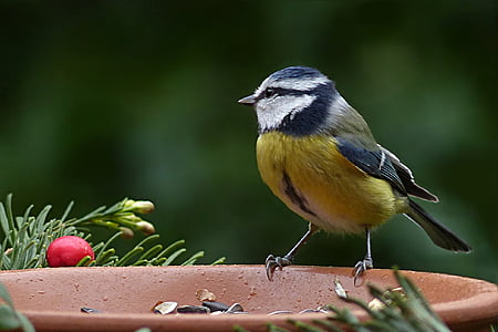 closeup photo of yellow and gray bird thumbnail