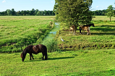 brown horse eating grasses thumbnail