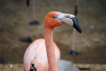 pink flamingo in shallow focus shot thumbnail