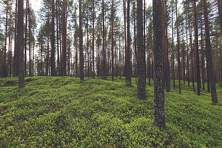 green grass on forest thumbnail