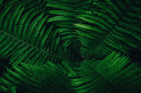 macro photo of green fern plant thumbnail