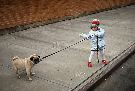 girl holding the strap of her adult fawn pug thumbnail