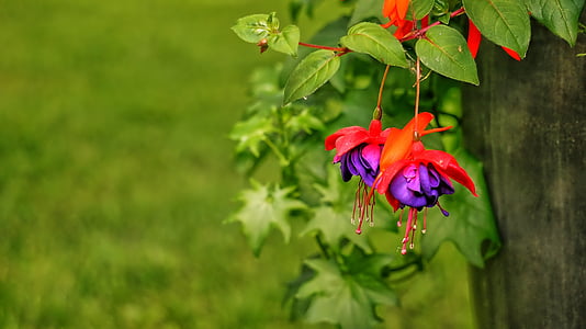 red and purple flowers during daytime thumbnail