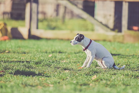 adult black and white Parson Russell terrier sitting on green grass field during daytime thumbnail