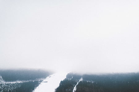 forest, snow, mist, fog thumbnail