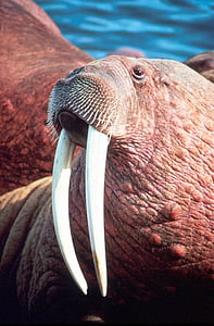 brown and white sea lion facing sideways thumbnail