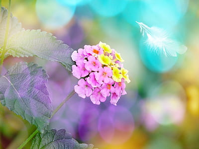 pink and yellow petaled flowers in selective focus photography thumbnail