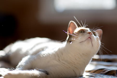 cat reclining on cloth looking up thumbnail