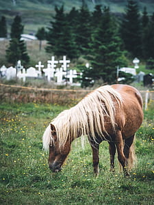 brown horse on green grass field during daytime thumbnail