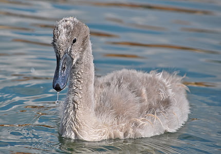 shallow focus photography of gray duck during daytime thumbnail