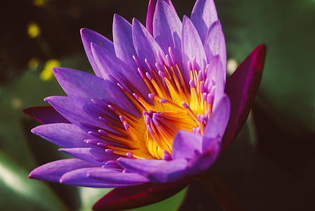 Close-up Photography of Water Lily thumbnail