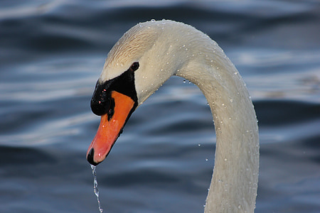 white goose thumbnail