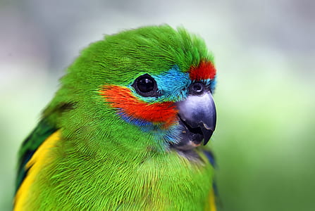 green bird thumbnail