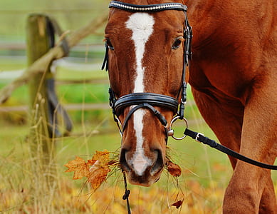 brown and white horse thumbnail
