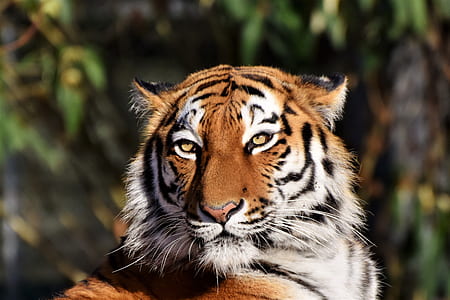 selective focus photography of tiger thumbnail
