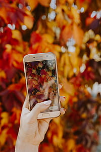 The woman takes a picture of the autumn leaves with her phone thumbnail