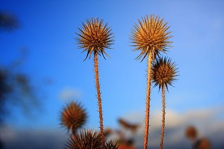 selective focus photo of brown plant thumbnail