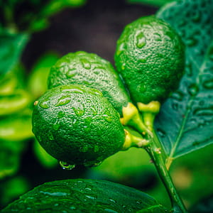 Lime tree thumbnail