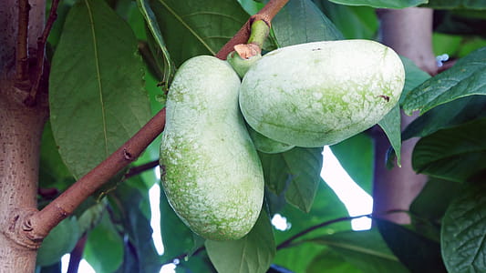 The paw-paw, also called the prairie banana, Hoosier banana or poor man's banana, grows in the southeastern region of the United States. They are popular locally but are not widely available commercially. When ripe the paw-paw is actually more fragrant then a familiar yellow bananas when it is ripe. thumbnail