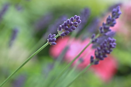 purple lavender flower in selective focus photography thumbnail