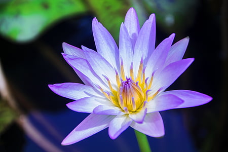 purple and white petaled flower thumbnail