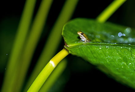green frog on leaf thumbnail