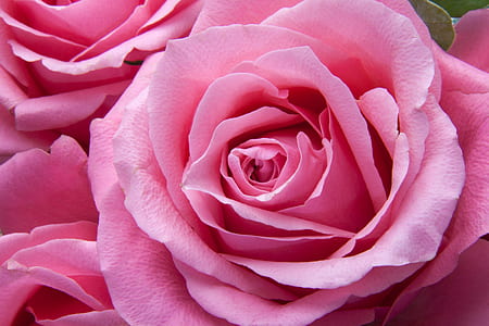 close-up photo of pink Rose flowers thumbnail